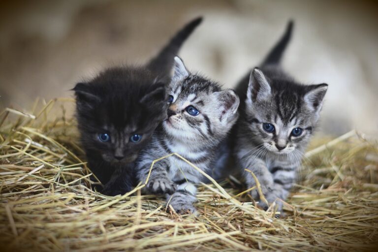 kittens, pet, felines-3535404.jpg