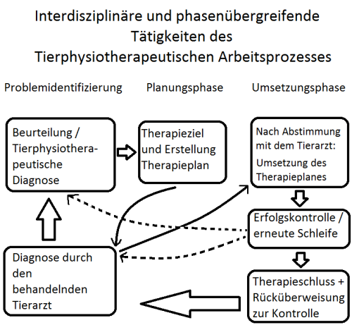 bi-themengebiete-tierphysiotherapeutischer-arbeitsprozess